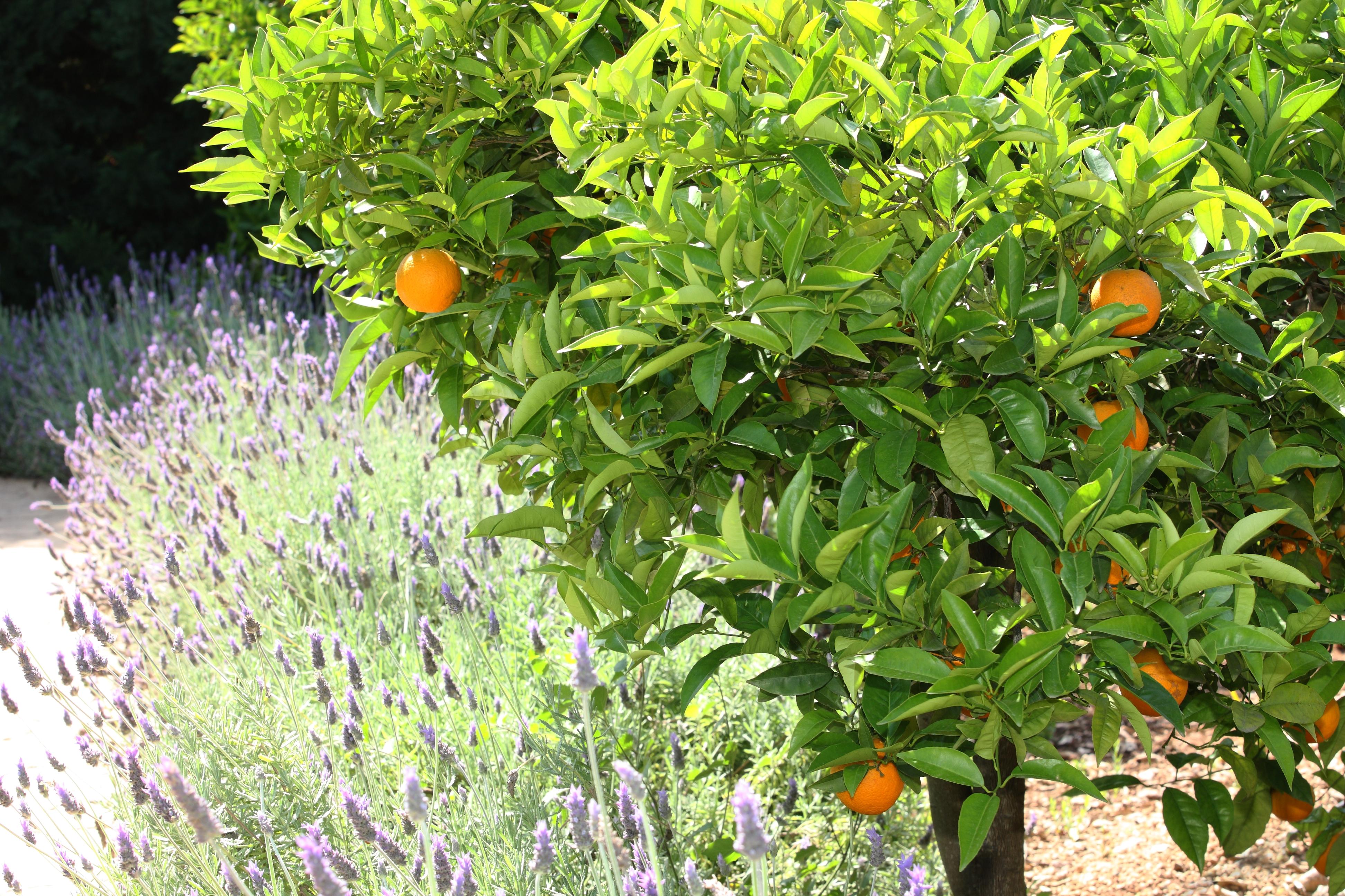 סולר Finca Ca'S Curial - Agroturismo - Adults Only מראה חיצוני תמונה