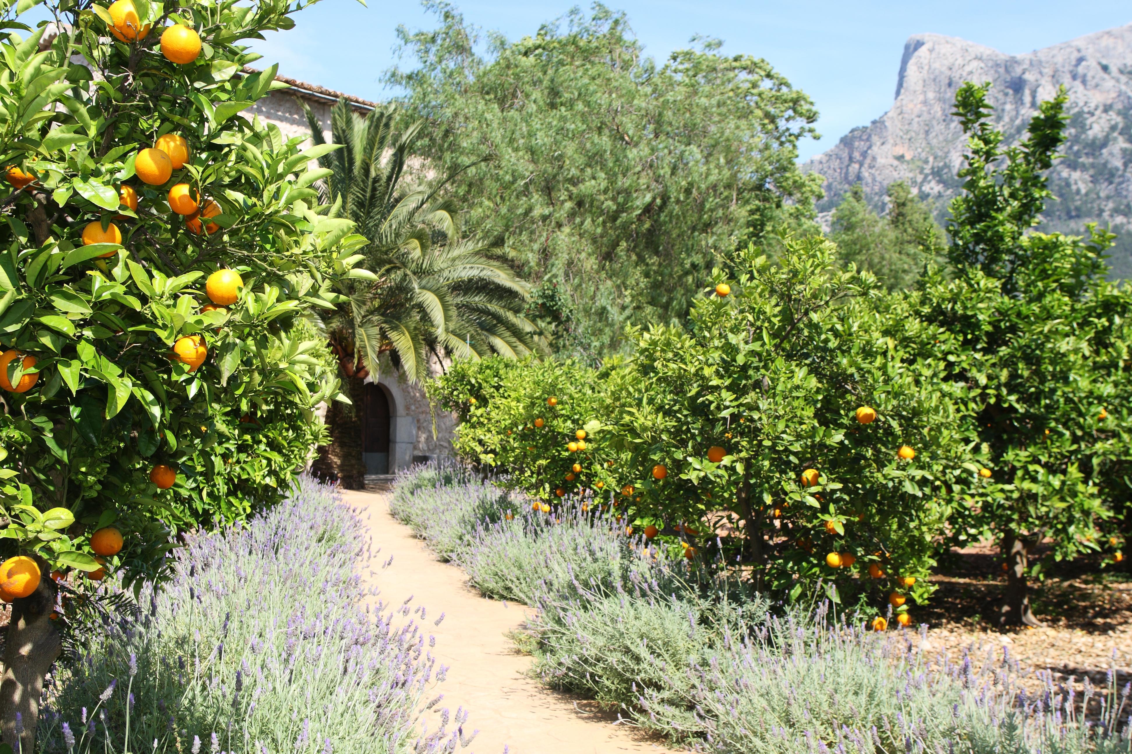סולר Finca Ca'S Curial - Agroturismo - Adults Only מראה חיצוני תמונה