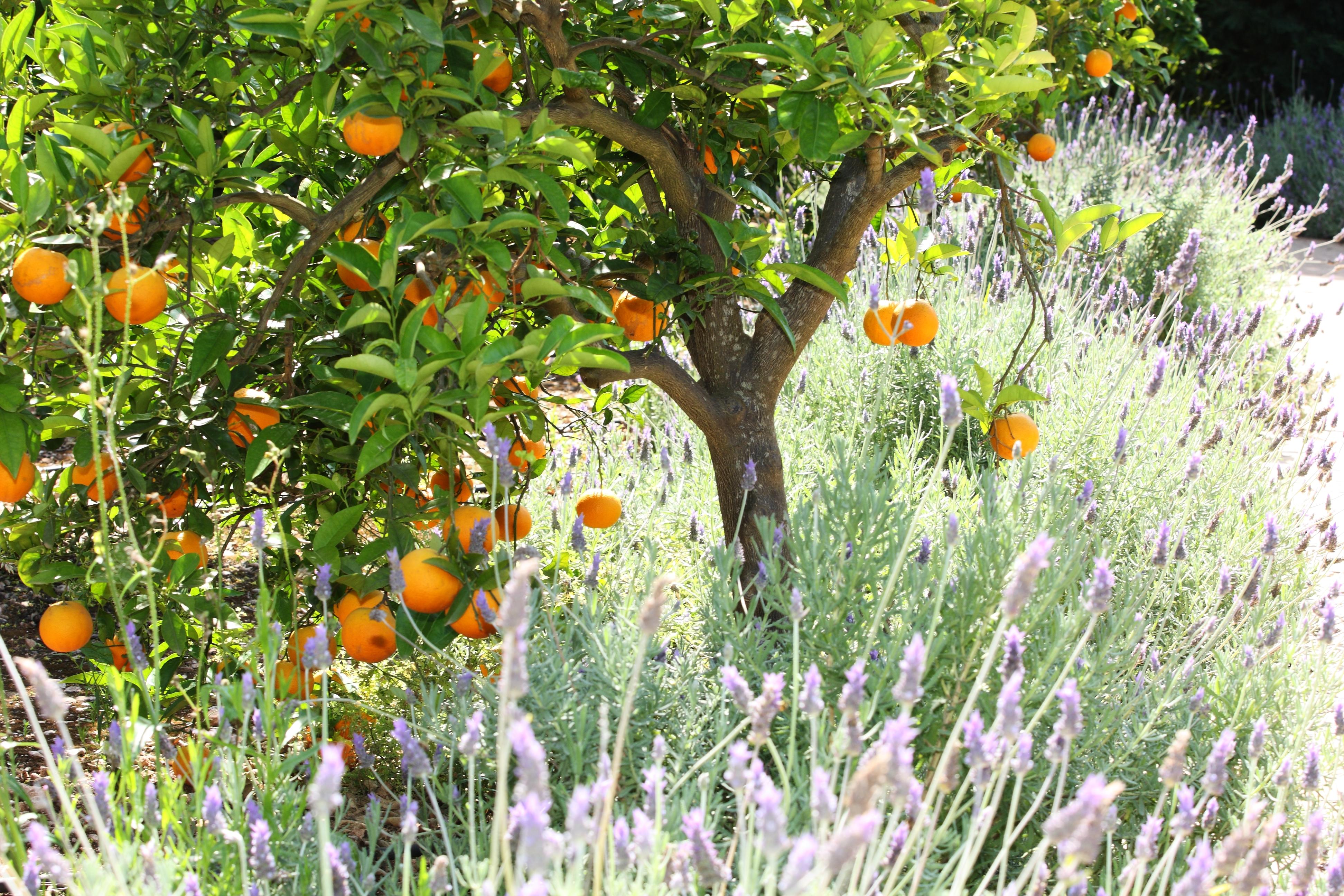 סולר Finca Ca'S Curial - Agroturismo - Adults Only מראה חיצוני תמונה