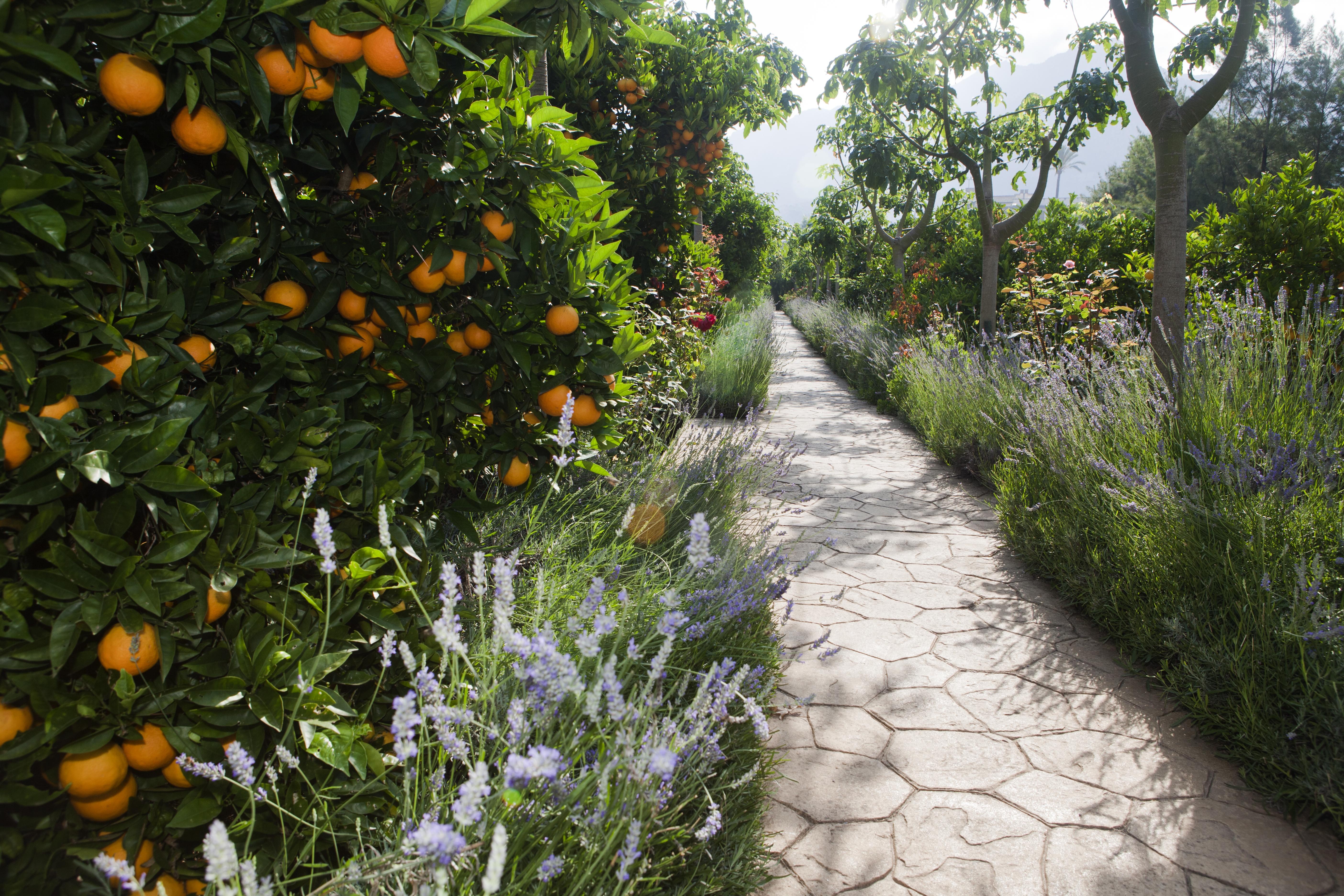 סולר Finca Ca'S Curial - Agroturismo - Adults Only מראה חיצוני תמונה