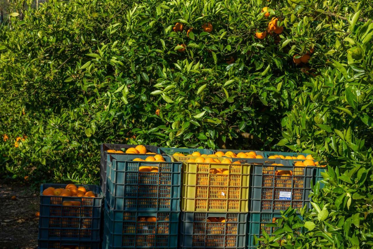 סולר Finca Ca'S Curial - Agroturismo - Adults Only מראה חיצוני תמונה